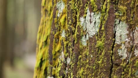 Close up an old tree bark with green moss on a background of autumn forest