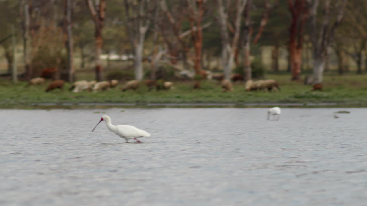 la vida florece en el lago naivasha, kenia, con ganado en las orillas y aves acuáticas dentro y alrededor del agua