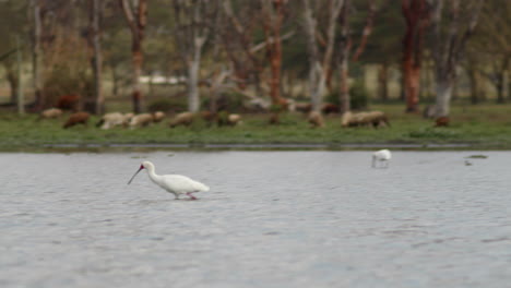 La-Vida-Florece-En-El-Lago-Naivasha,-Kenia,-Con-Ganado-En-Las-Orillas-Y-Aves-Acuáticas-Dentro-Y-Alrededor-Del-Agua