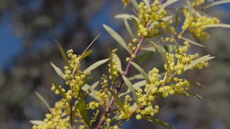 a golden wattle branch glowing under sunlight, celebrating australia’s iconic flora
