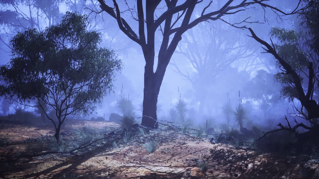 Mysterious forest at dawn with fog and shadows in a tranquil setting
