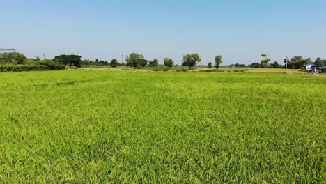 Drone-flying-over-a-rice-field-in-Yangon-Myanmar