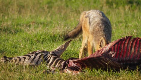 a black-backed jackal scavenges meat off a dead zebra, its carcass stripped completely bare by predators