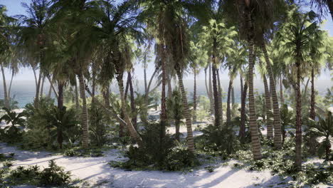 Tropical Beach with white sand turquoise water and palm trees