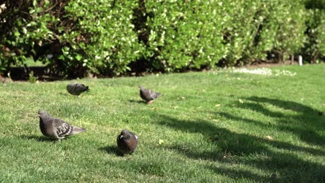 varias palomas buscando comida en la hierba del parque
