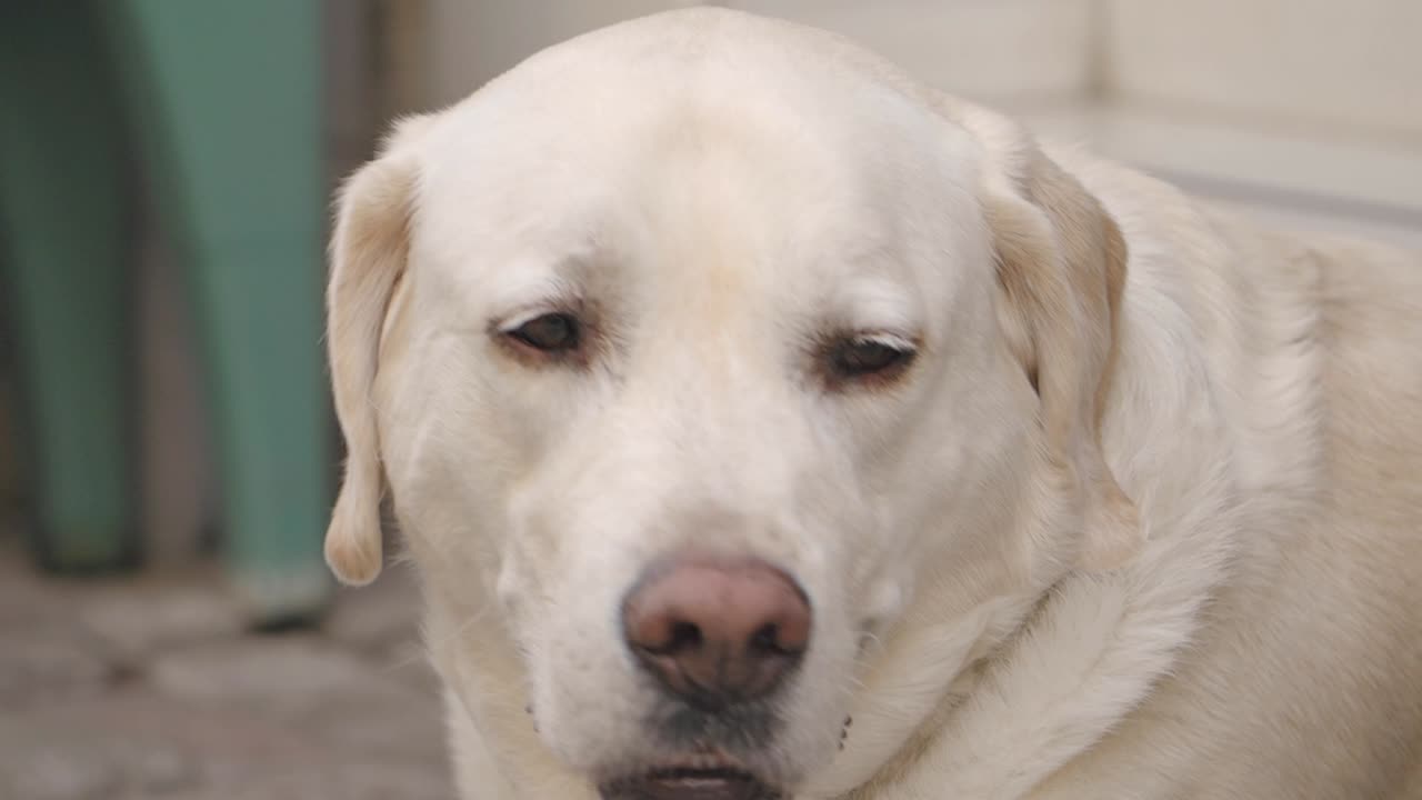 Close up of a Labrador