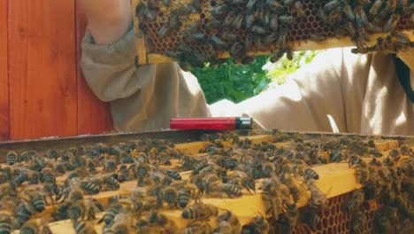 beekeeper examines a wooden frame with honeycombs low