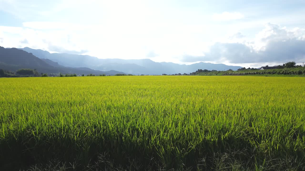 Yellow rice fields in Japan, slow motion low angle drone