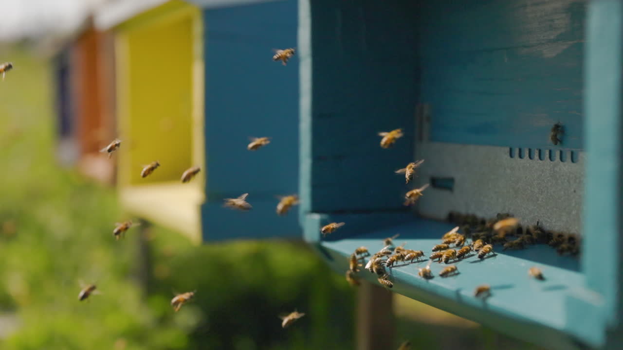 Honey bees loaded with nectar and pollen fly back to the hive. Guardian bees monitor the entry of worker bees in front of the entrance to the colored hive.