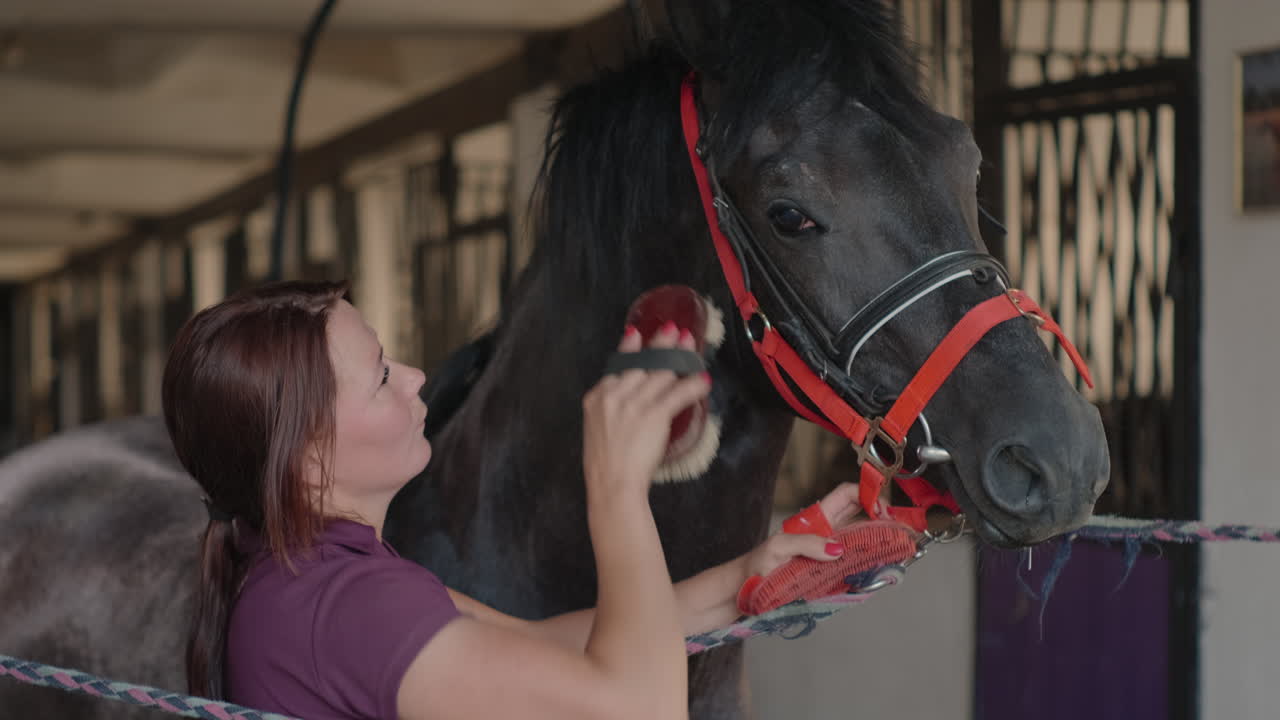 mujer preparando un caballo negro en un establo