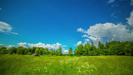 un campo de campo de flores silvestres con una sobrecarga de cloudscape - lapso de tiempo de día a puesta de sol