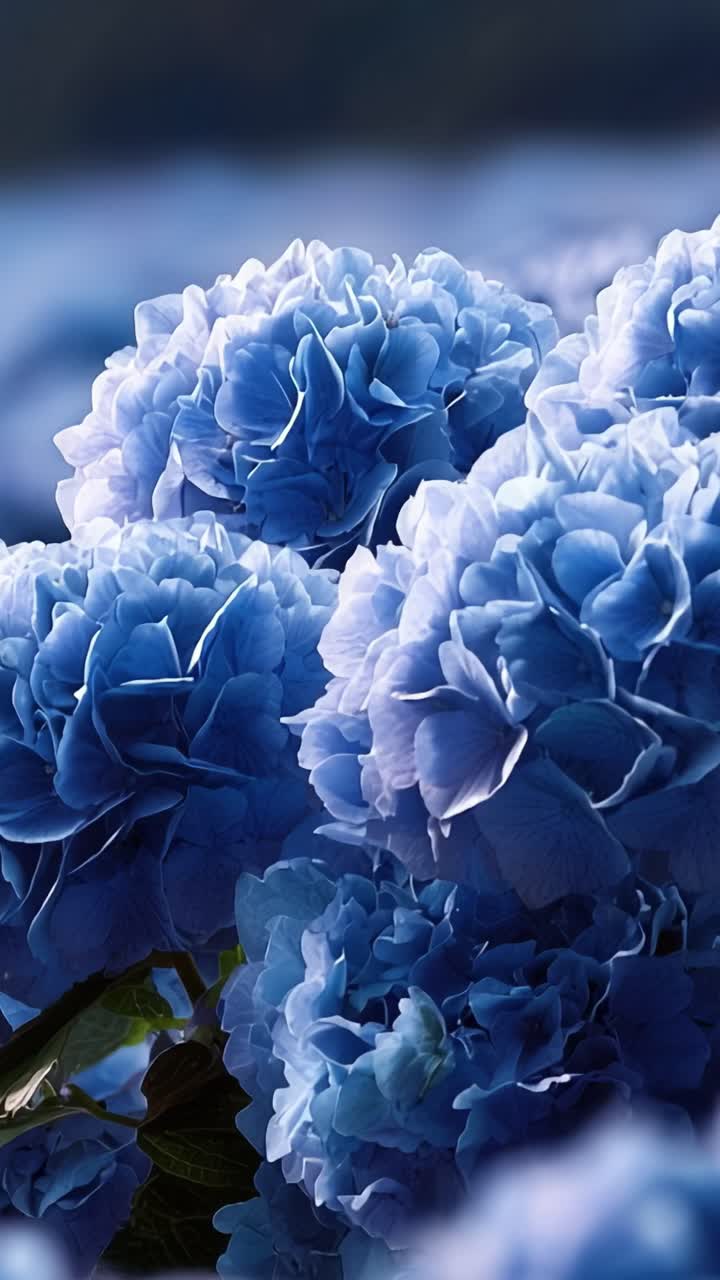 A Stunning Display of Soft Blue Hydrangeas in Bloom, Showcasing Their Petals and Natural Beauty Against a Gentle Background of Floral Splendor
