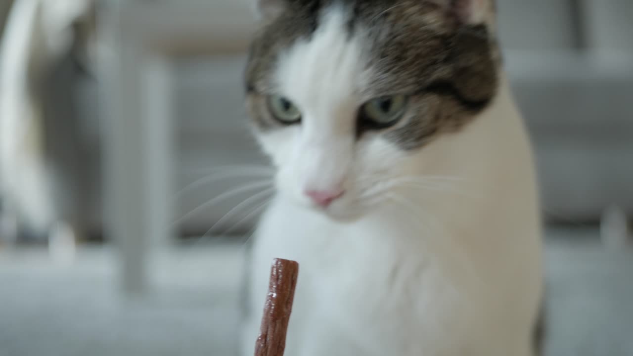 간식 스틱을 먹는 귀여운 국내 고양이