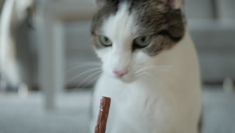 A-cute-domestic-cat-eating-a-treat-stick