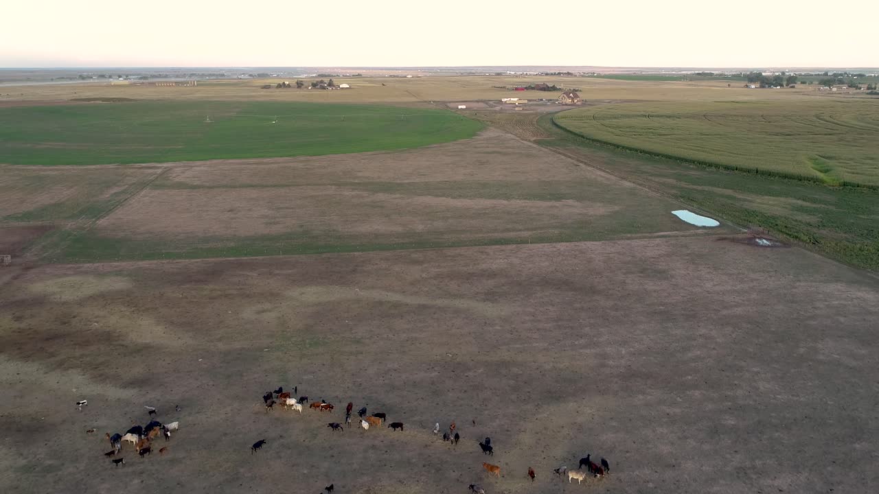 Un campo di mais accanto a un ranch con bestiame.