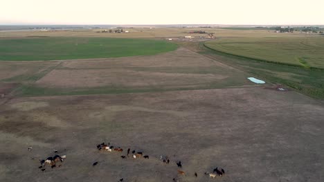 a field of corn next to a ranch with cattle