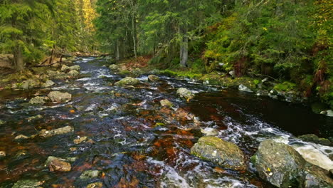 river flowing surrounded by an autumn forest in sweden - aerial pullback