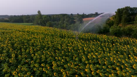 Aerial-shot-of-active-irrigation-system-in-a-large-field-of-sunflowers-in-the-Dordogne-region,-France