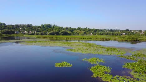 lily blossoms in water. aerial view of lotus flower and plants in pond