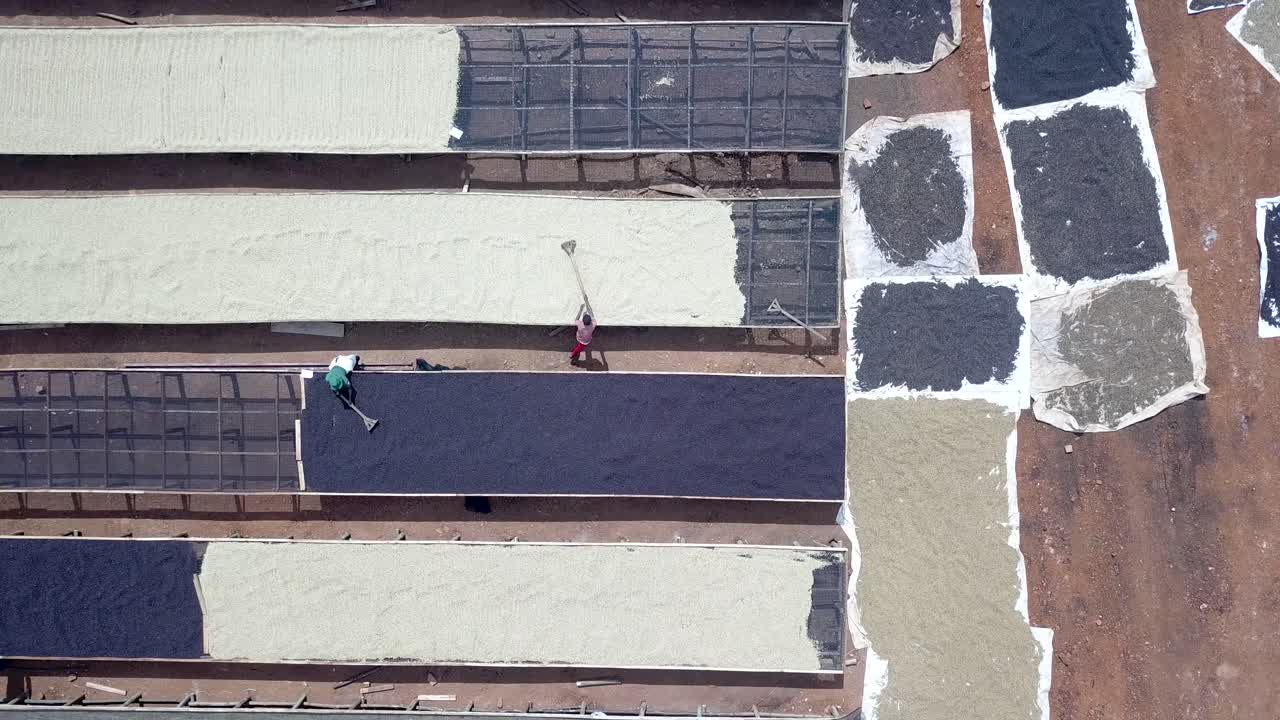 Workers are drying and processing coffee beans in Africa