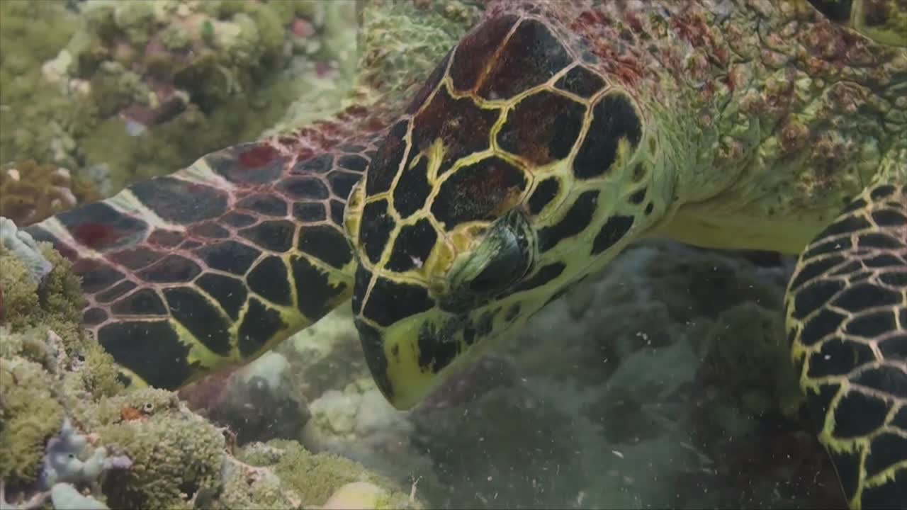 Hawksbill turtle feeding close up