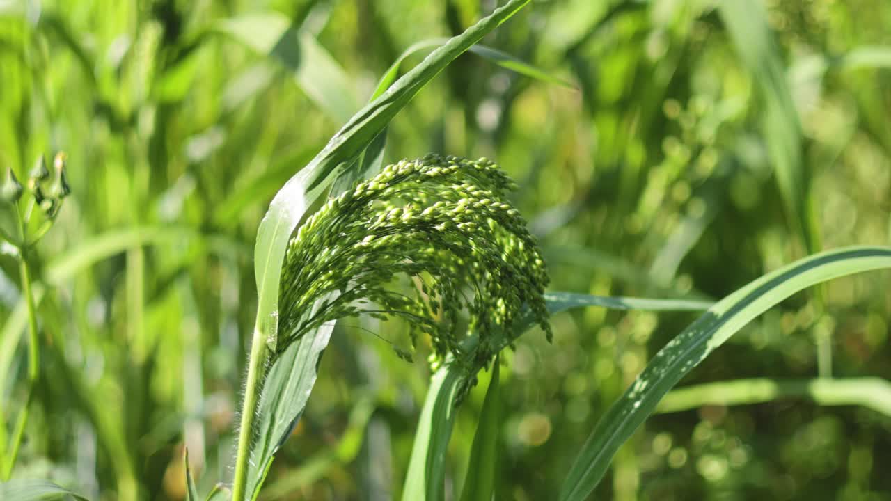 primer plano de mijo verde balanceándose en el viento