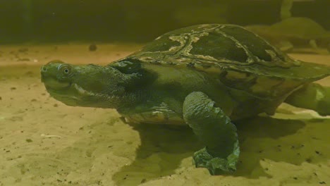 Ganzkörperaufnahme-Einer-Mary-River-Schildkröte-In-Einem-Kristallklaren,-Flachen,-Sauberen-Sumpf