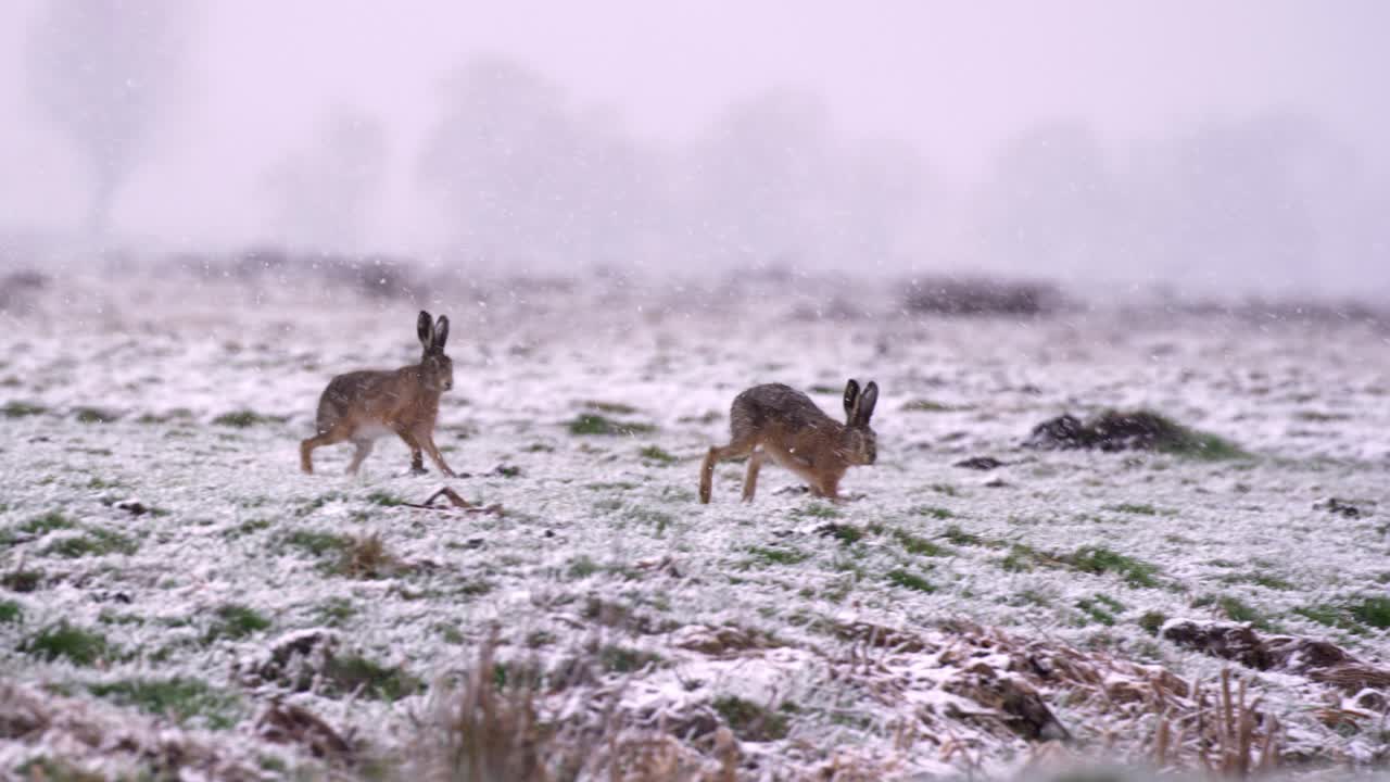 liebres salvajes corriendo en la nevada, cerrar tiro de seguimiento de cámara lenta