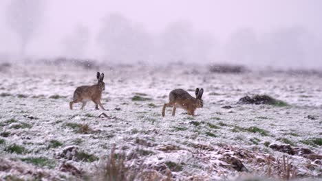 wild hares running in the snowfall, close up slow motion tracking shot