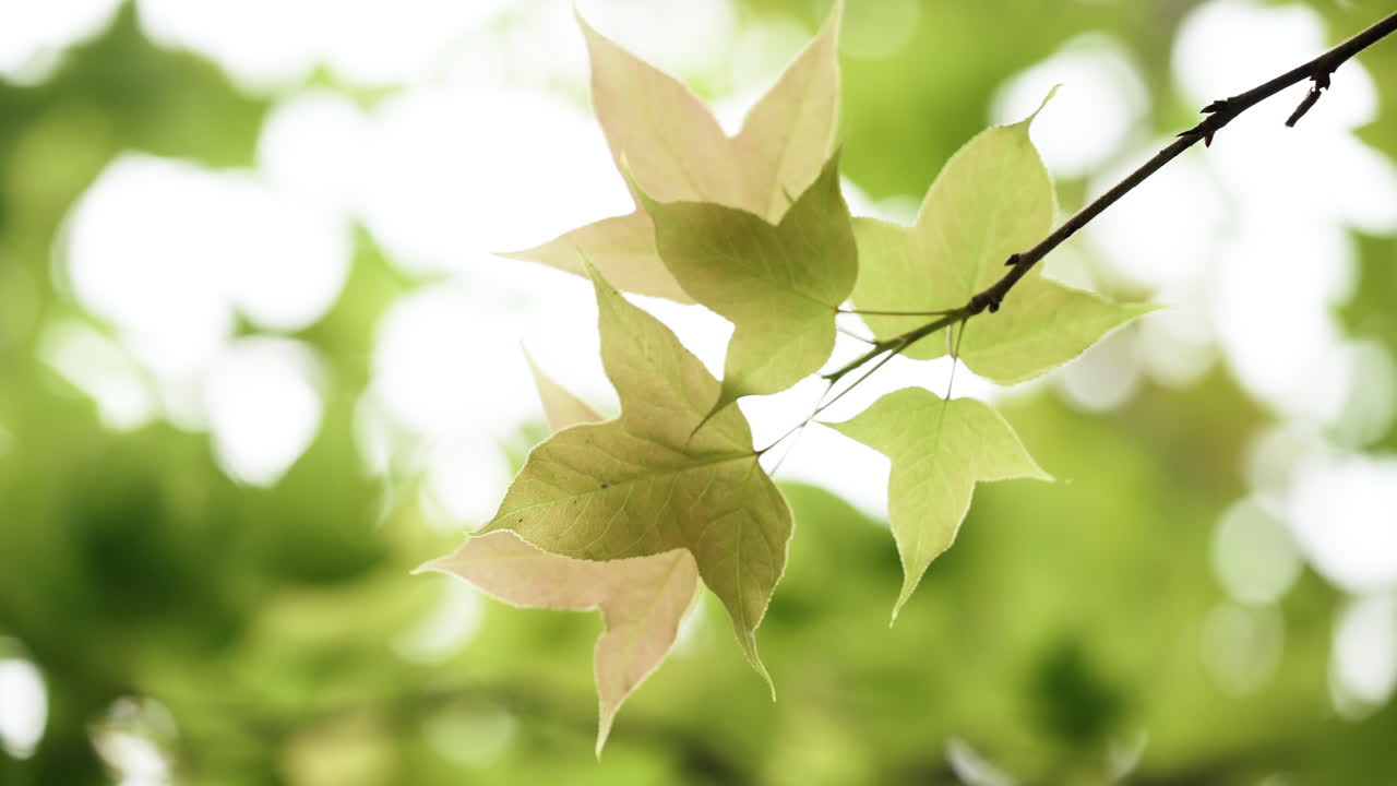 Sun rays though the tree branches and leaves. Sunlight Lens Flare