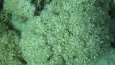 corals in the reef of the red sea