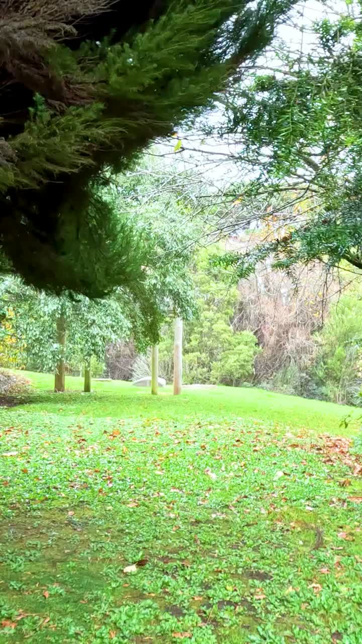 A tranquil walk through a lush forest path, showcasing vibrant greenery and natural beauty under soft daylight