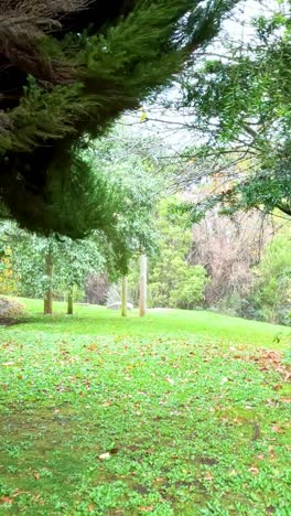 un paseo tranquilo por un camino de bosque exuberante, que muestra una vegetación vibrante y belleza natural bajo la suave luz del día