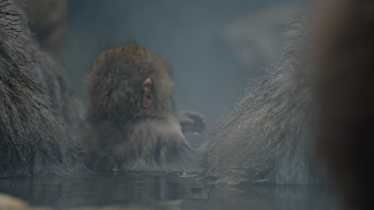 Capture the adorable moment of a baby snow monkey at Jigokudani Onsen as he learns to groom his mother, mirroring the nurturing behavior of his elders.