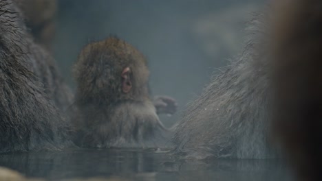 captura el adorable momento de un bebé mono de nieve en jigokudani onsen mientras aprende a cuidar a su madre, reflejando el comportamiento de crianza de sus mayores.