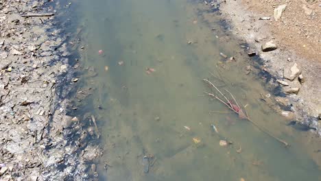 Shoals-of-small-fish-swimming-in-a-polluted-river-waterway-in-Labuan-Bajo-on-Flores-Island-in-Indonesia