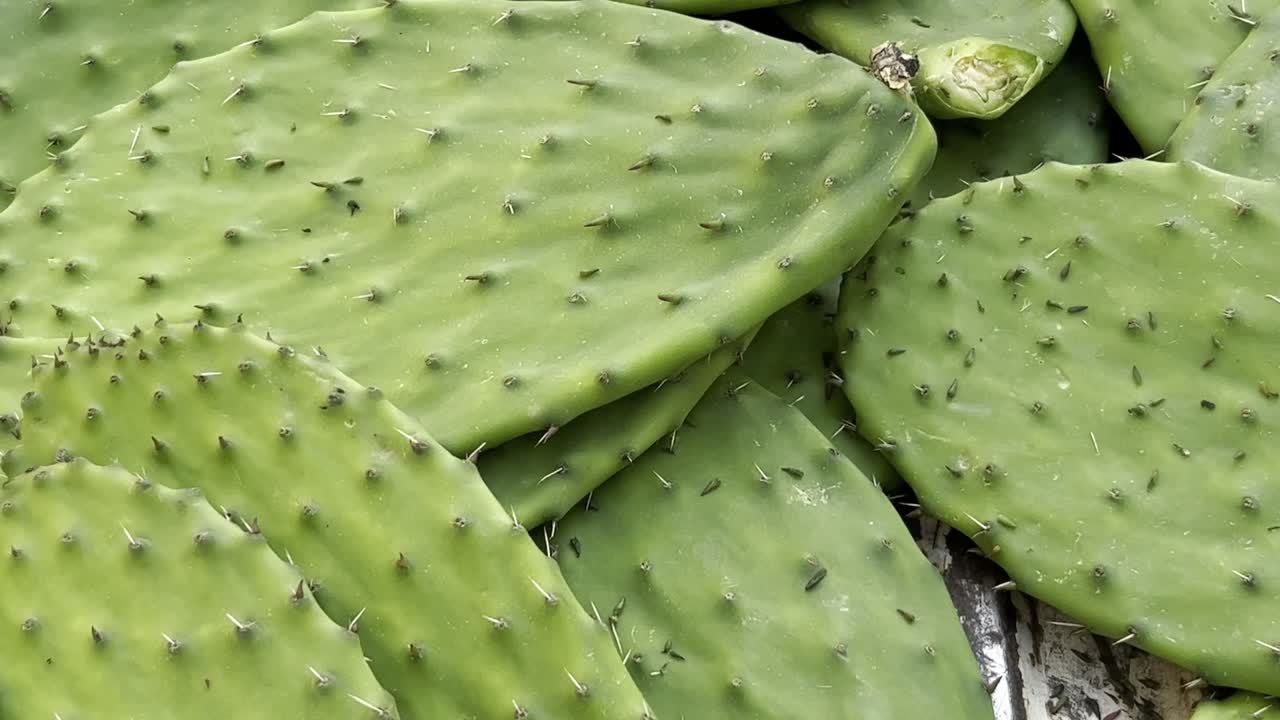 Pale di cactus verdi appena raccolte giacciono in un mucchio mostrando le loro spine e le texture naturali