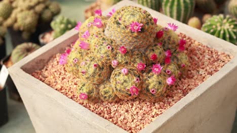 cactus flowers gradually bloom in a garden setting