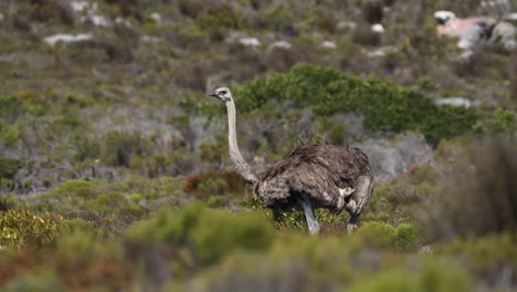 ostrich in the african savanna