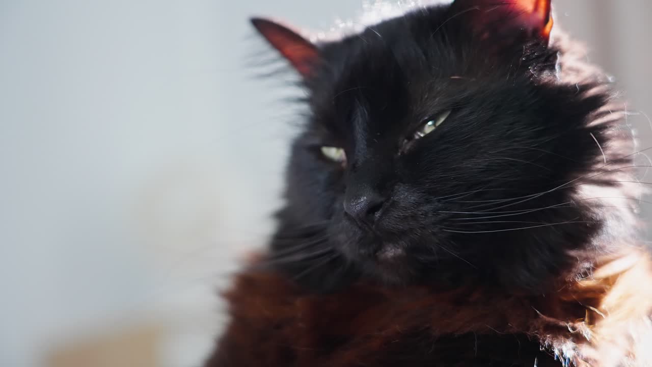 ручной снимок черной кошки, которая осматривается и чистит себя