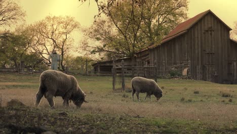 las ovejas pastan cerca de un granero en una zona rural