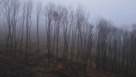 Un-Vuelo-Desde-El-Suelo-A-Través-De-Un-Camino-Forestal-Oscuro-A-Través-De-árboles-Cubiertos-De-Nieve-Durante-Una-Niebla-Espesa