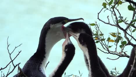 baby pied shag chicks stimulate mom to regurgitate cormorant food