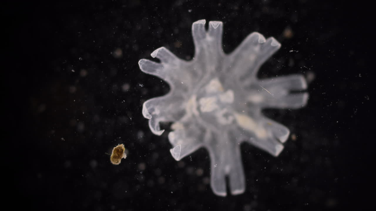 Microscopic View of a Translucent Marine Organism