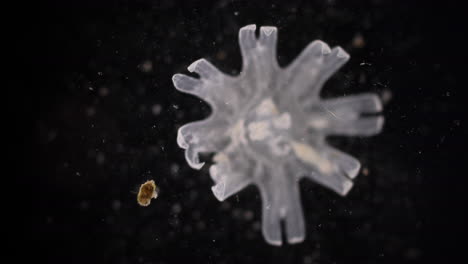 microscopic view of a translucent marine organism
