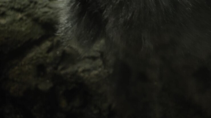 Primo piano di un langur che beve acqua a terra, pericoloso e molto cauto
