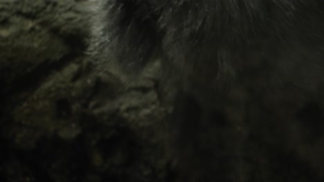 Close-Up-of-Langur-drinking-water-on-ground,-dangerous-and-very-careful