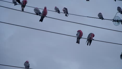 pink and grey birds on powerlines in a flock against grey gloomy skies