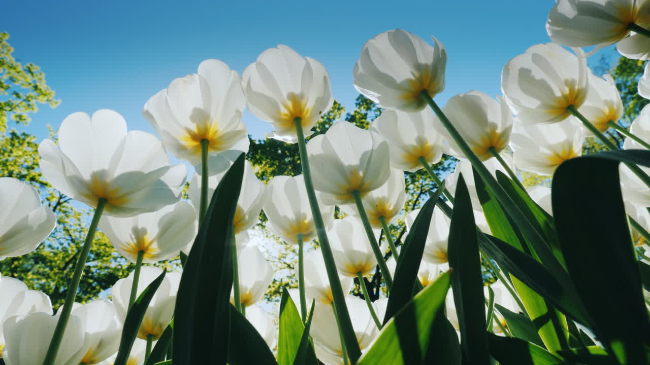 햇빛에 흰 튤립