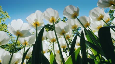 white tulips in the sunshine